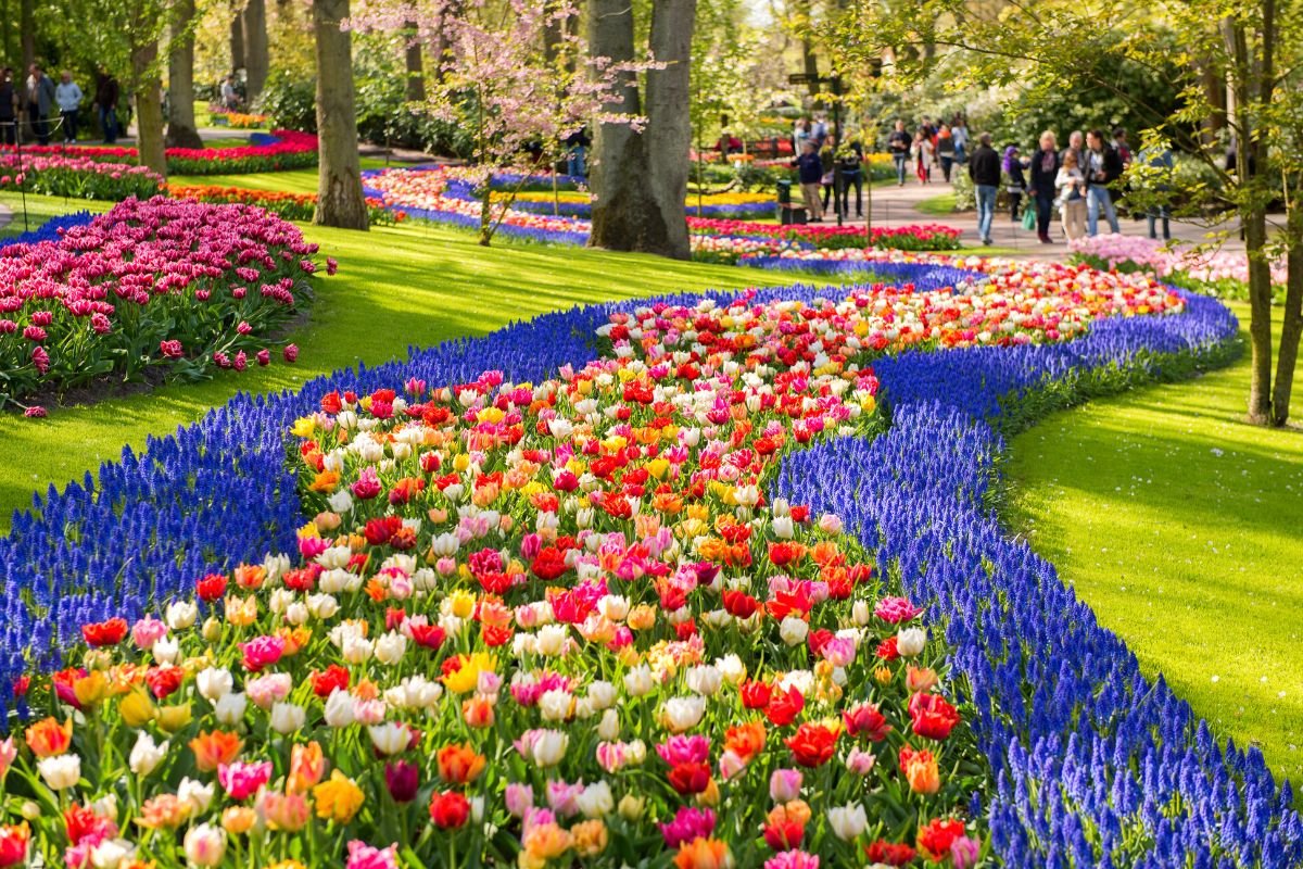 Keukenhof tulip fields
