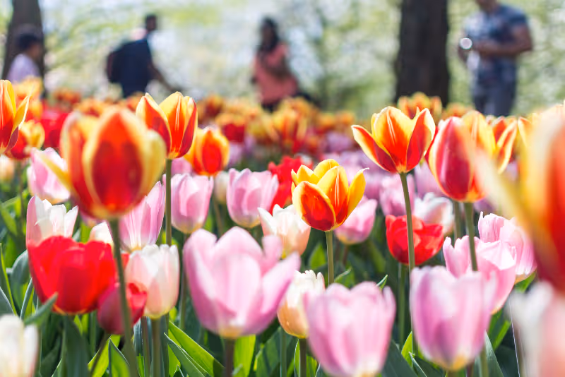 Tulip rows in bloom at Keukenhof