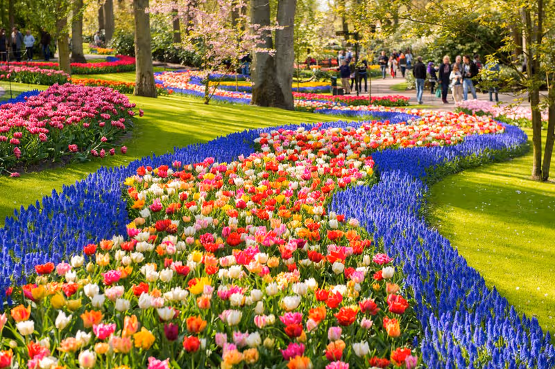 Keukenhof tulip fields